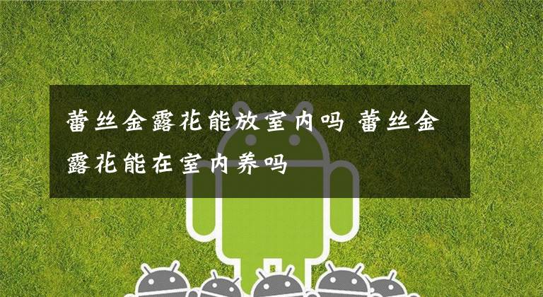 蕾丝金露花能放室内吗 蕾丝金露花能在室内养吗