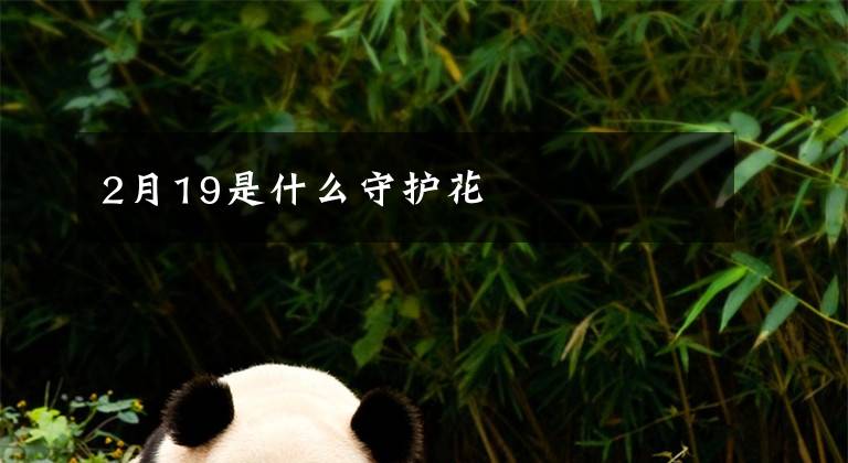 2月19是什么守护花