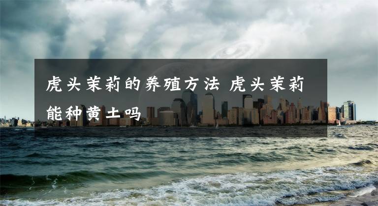 虎头茉莉的养殖方法 虎头茉莉能种黄土吗