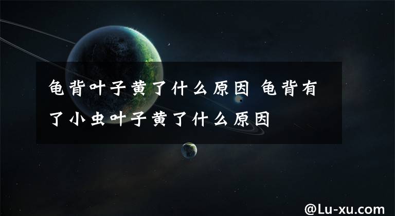 龟背叶子黄了什么原因 龟背有了小虫叶子黄了什么原因