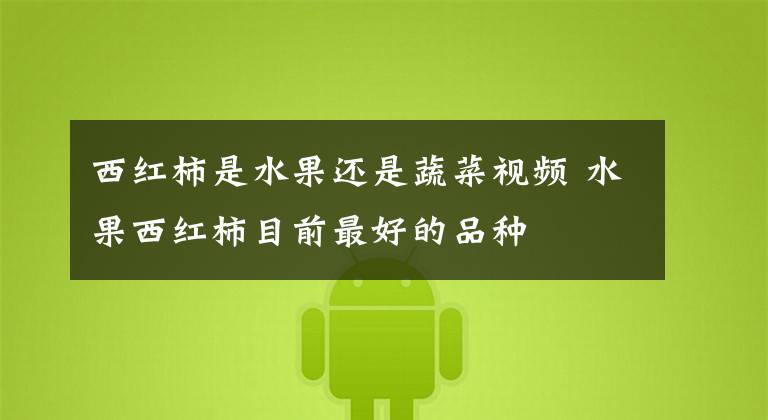 西红柿是水果还是蔬菜视频 水果西红柿目前最好的品种