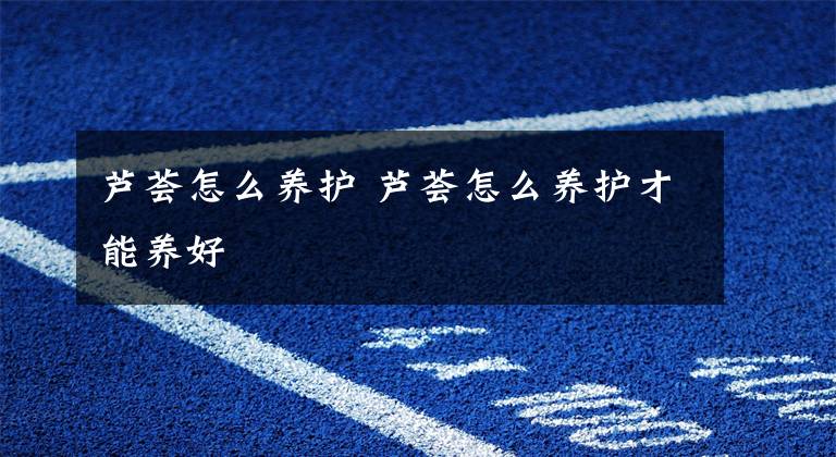 芦荟怎么养护 芦荟怎么养护才能养好