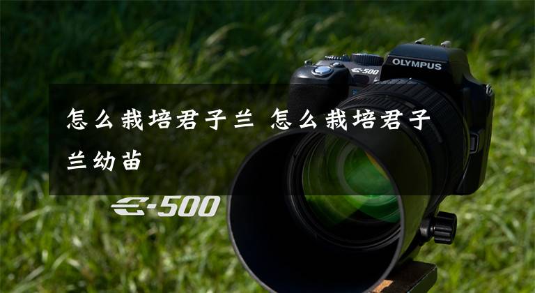 怎么栽培君子兰 怎么栽培君子兰幼苗