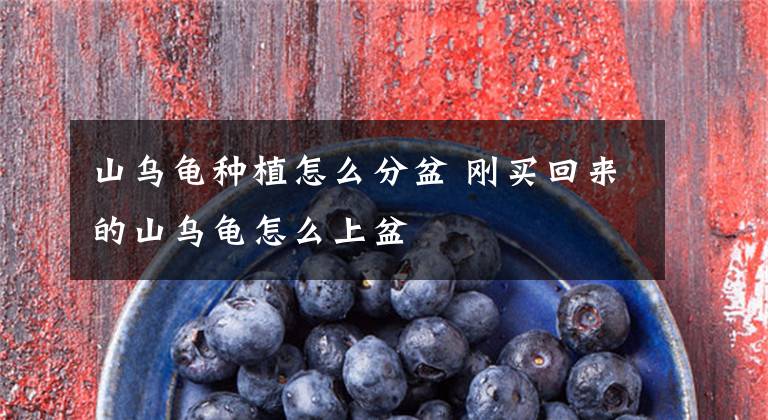 山乌龟种植怎么分盆 刚买回来的山乌龟怎么上盆