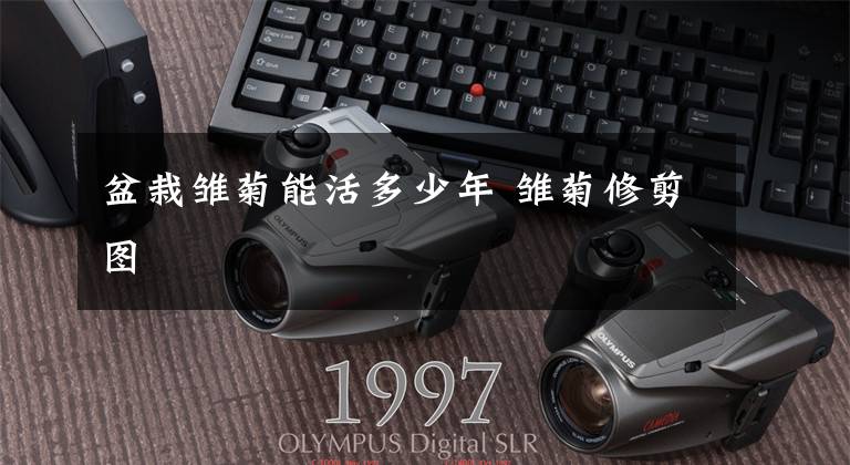 盆栽雏菊能活多少年 雏菊修剪图