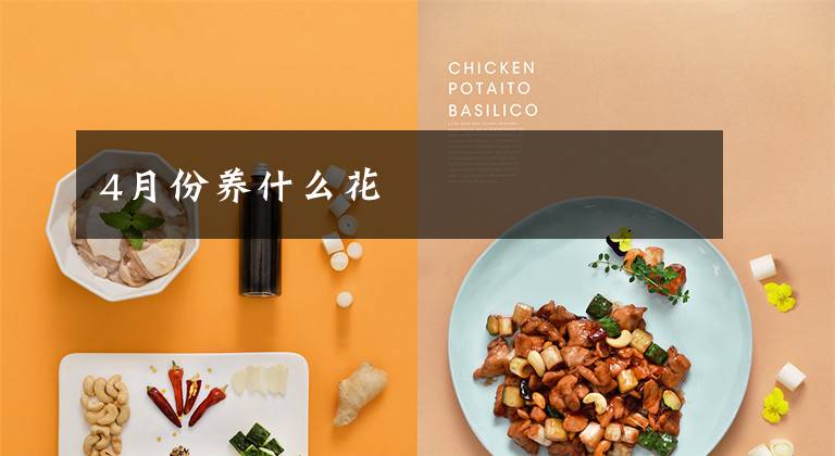 4月份养什么花