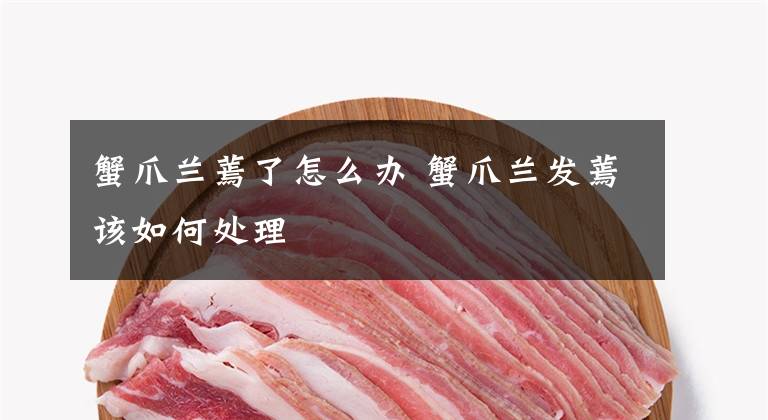 蟹爪兰蔫了怎么办 蟹爪兰发蔫该如何处理