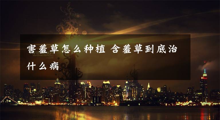 害羞草怎么种植 含羞草到底治什么病