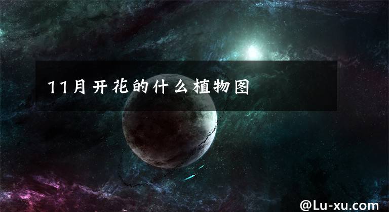 11月开花的什么植物图