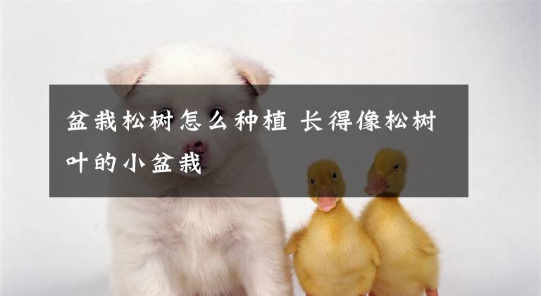 盆栽松树怎么种植 长得像松树叶的小盆栽