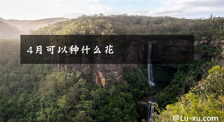 4月可以种什么花