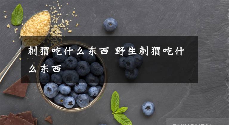 刺猬吃什么东西 野生刺猬吃什么东西