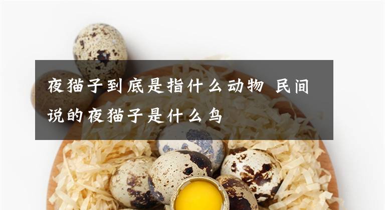 夜猫子到底是指什么动物 民间说的夜猫子是什么鸟