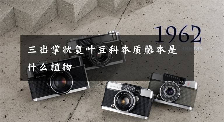 三出掌状复叶豆科本质藤本是什么植物