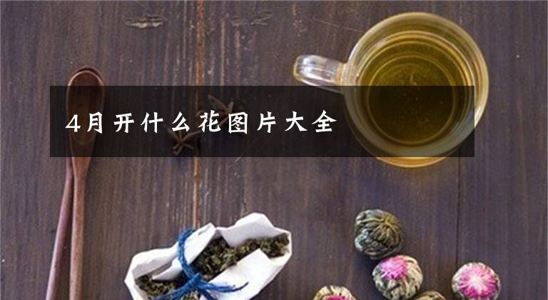 4月开什么花图片大全