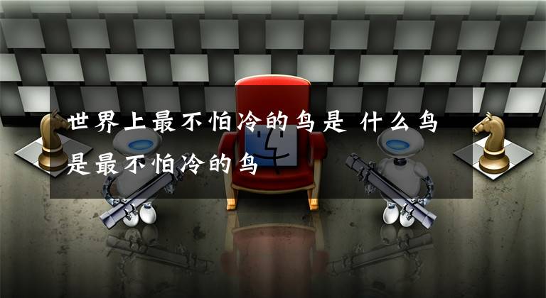 世界上最不怕冷的鸟是 什么鸟是最不怕冷的鸟