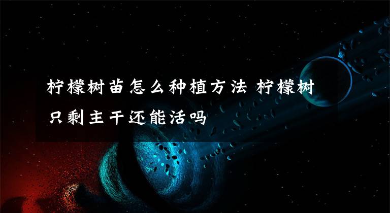 柠檬树苗怎么种植方法 柠檬树只剩主干还能活吗