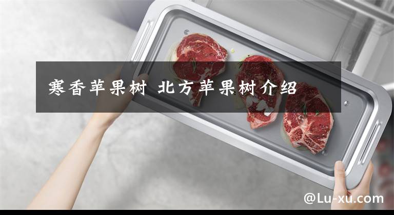 寒香苹果树 北方苹果树介绍