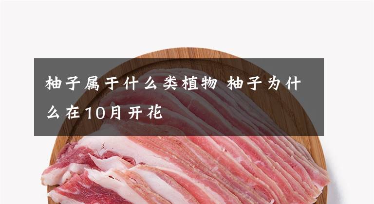 柚子属于什么类植物 柚子为什么在10月开花