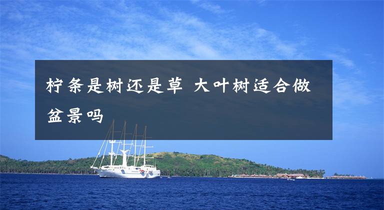 柠条是树还是草 大叶树适合做盆景吗