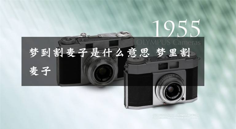 梦到割麦子是什么意思 梦里割麦子